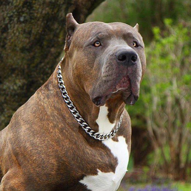 Pet Dog Chain Collar for Pitbull Doberman Bulldog 20mm Stainless Steel Wide New