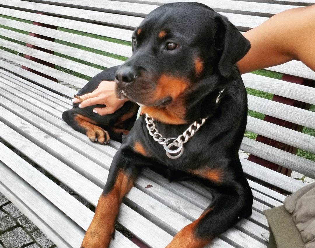 Rottweiler with shop chain collar